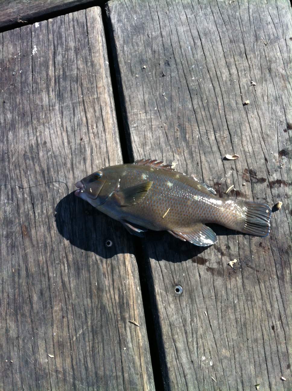 Interesting Fish From Watsons Bay Fishing Reports DECKEE Community